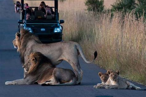 The Ultimate Guide to Pilanesberg Safari Lodges - Cape Town Day Tours ...