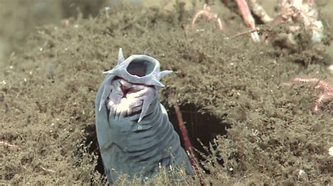 The hagfish highway crash is a reminder of a centuries-old mystery: How do "slime eels" have sex ...