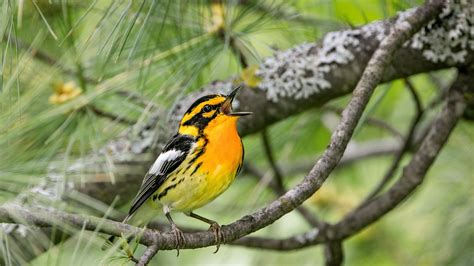 Blackburnian Warbler | Audubon Field Guide