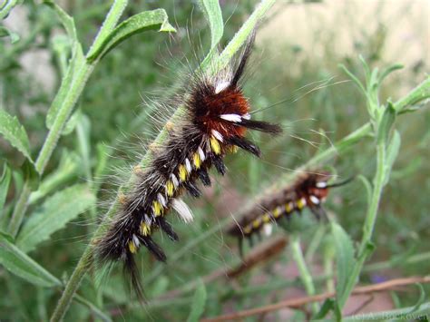 Fluffy Caterpillars and Latin Names | 6legs2many