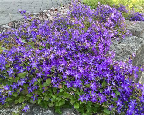 Campanula poscharskyana - Riverside Garden Centre