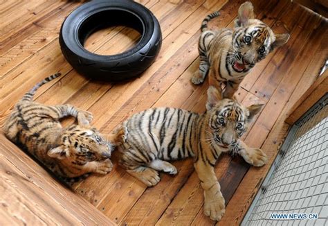 Three South China Tiger cubs play at breeding base in Suzhou