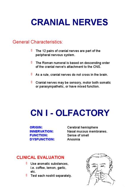 Anatomy and Clinical Evaluation of the Cranial Nerves | PDF | Vagus ...