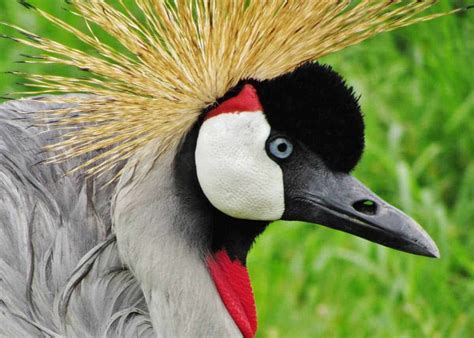 16 Facts About Crested Crane of Uganda, Africa: (Balearica regulorum gibbericeps) | Storyteller ...