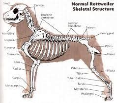 Image result for dog skeletal anatomy | Dog anatomy, Rottweiler, Dog leg