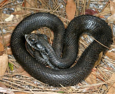 The Eastern Hognose Snake | South Carolina Public Radio