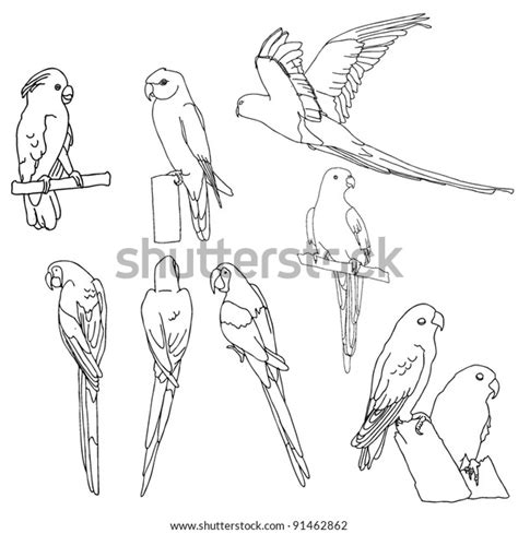 2 Mealy Amazon Parrot Stock Vectors and Vector Art | Shutterstock