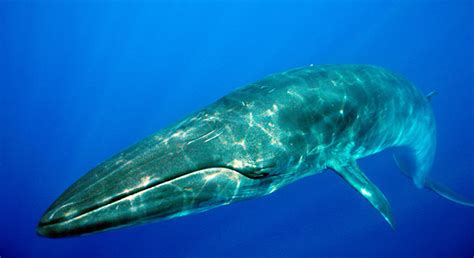 We Can’t Abandon the Gulf’s Bryde’s Whales | Defenders of Wildlife