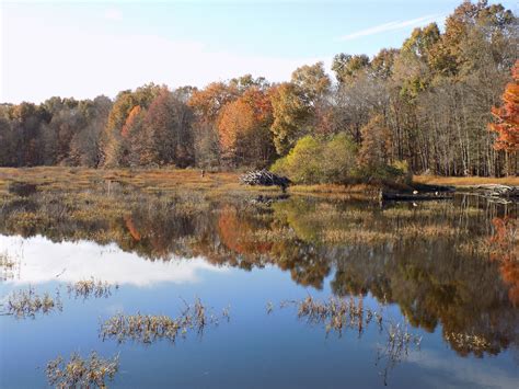 Huntley Meadows Park, VA | Nov. 8, 2018. | Peter Musolino | Flickr