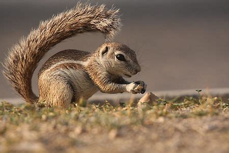 The Cape ground squirrel keeps cool by using its tail as a parasol to ...