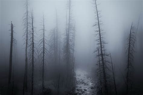 mist, gloomy, grey, trees, nature, forest HD Wallpaper