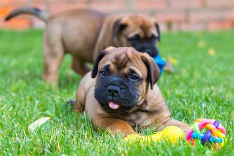 10 Best Bullmastiff Breeders (2024 Updated)