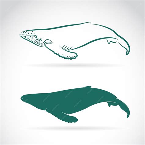 Premium Vector | Vector image of whale on white background