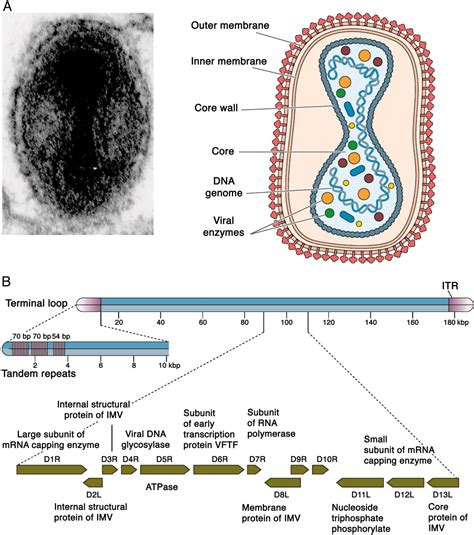 Discovery of antivirals against smallpox | PNAS