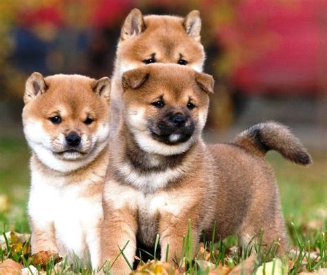 7 Fun Facts About The Striking Shiba Inu - Furry Babies