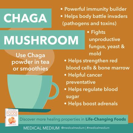 Chaga Mushroom: Immune Builder