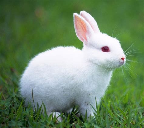 White Rabbit Wallpapers - Wallpaper Cave