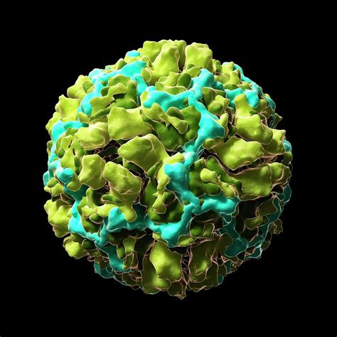 Human Rhinovirus 16 Photograph by Sciepro/science Photo Library - Pixels