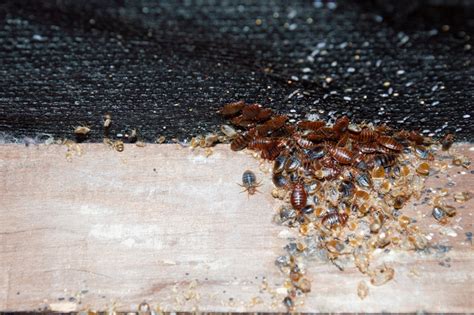 Minor Pest Issue or True Pest Infestation, Part 1 | Bug Busters