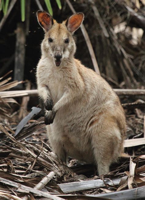 Macropods of SEQ - Land for Wildlife