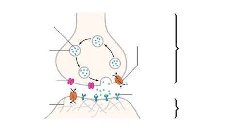 Synapses Diagram | Quizlet