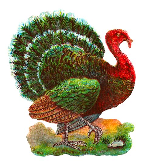 Antique Images: Vintage Thanksgiving Turkey Digital Bird Clip Art Download