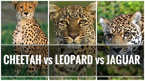 Cheetah Vs Leopard Vs Jaguar | Cheetah Running Full Speed - YouTube ...