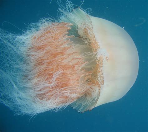 Giant Jellyfish Swarms – Are Humans the Cause?