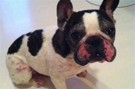 Fundraiser by Melissa Lindsey : Dot the Frenchie's Allergy Testing