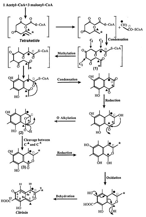 Scheme of the biosynthesis of citrinin by M. ruber. The start of the... | Download Scientific ...