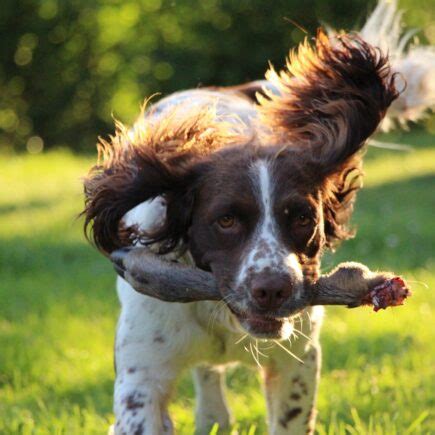 Cocker Spaniel Training 25 Important Tips To Help Your Spaniel Training