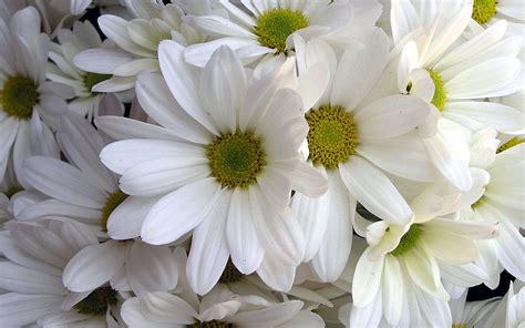 Menakjubkan 25+ Wallpaper Bunga Lily Putih - Gambar Bunga Indah