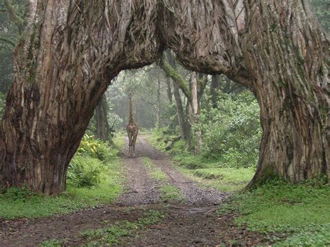 Arusha National Park | Tanzania | Wild Safari Guide