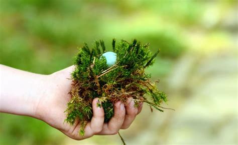 Free picture: moss, hand, sod, plant, egg, nest