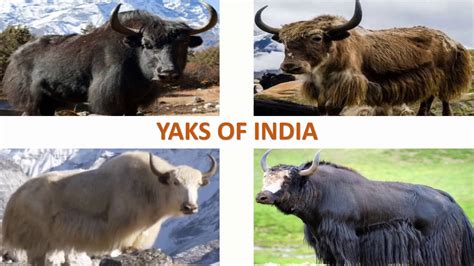 Yaks of India 🇮🇳 | Livestock | Indian Animals - YouTube