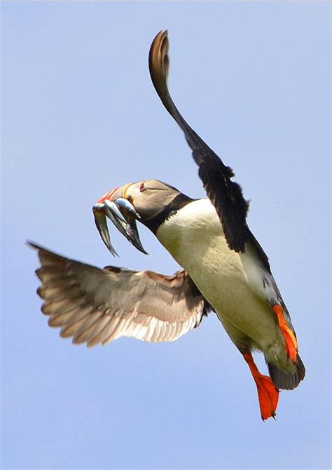 Flying puffin – f4 Inspirational Images