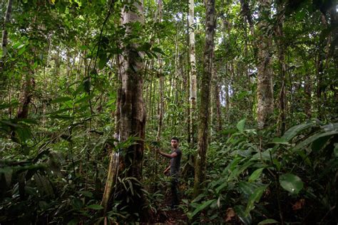 Colombia's indigenous train youth to defend Amazon rainforest | Context