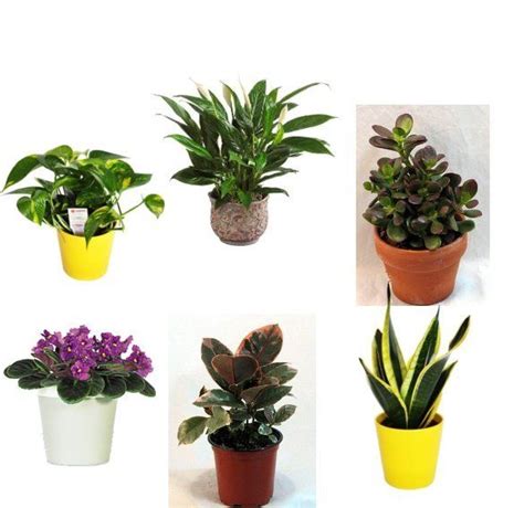 Low Maintenance Plants For Your Cubicle | Desk plants, Plants, Best office plants
