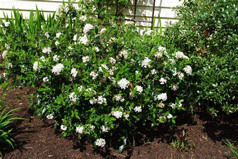 Burkwood Viburnum (Viburnum 'Conoy') in the Viburnums Database - Garden.org