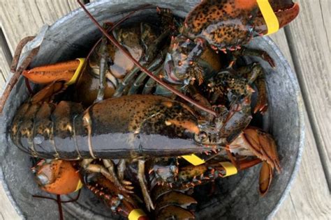 Live Maine Lobster - Lobster Shipped Overnight from Maine