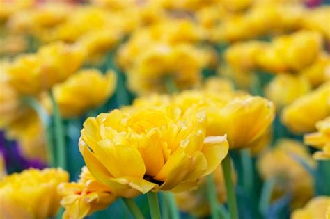 Premium Photo | Yellow tulips beautiful spring flowers