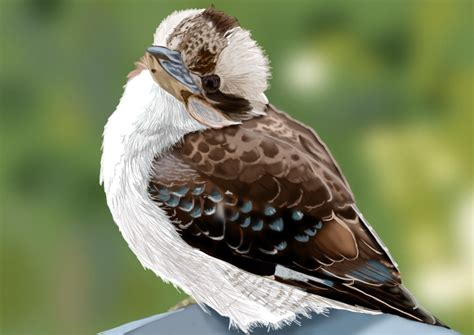 baby kookaburra by Maythedragonlord on DeviantArt