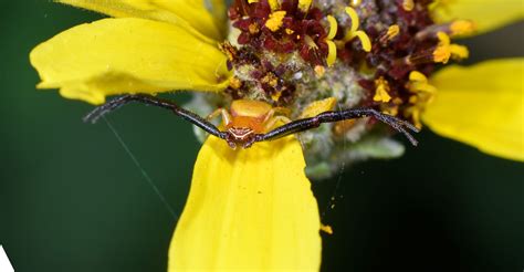 White-banded crab spider part 2 - Gottlieb Native Garden