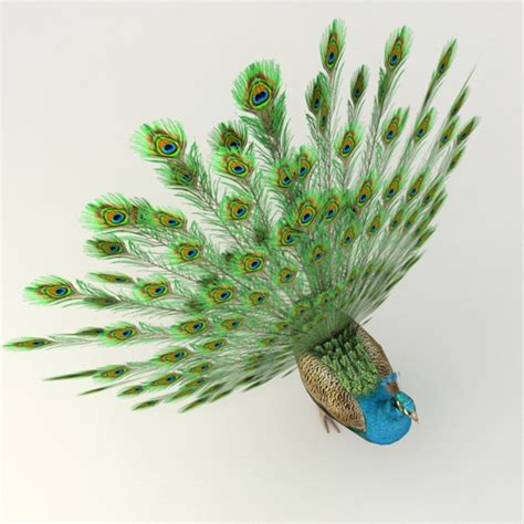 Rigged Peacock Animation 3d Max