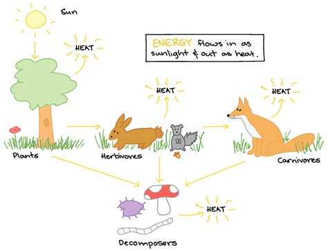 Energy Flow In An Ecosystem Worksheet