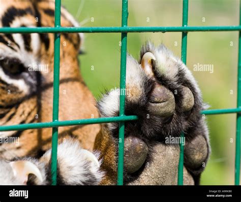 Tiger with claws Stock Photo - Alamy