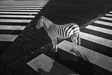 Zebra Crossing Photograph by Art Spectrum