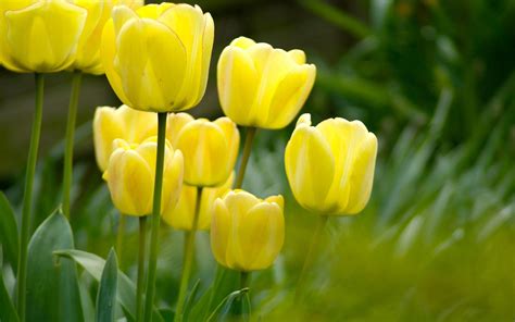 Tulip Wallpapers - Wallpaper Cave