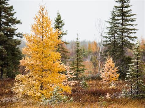 Growing Tamarack Trees: Information And Care For Tamarack Trees