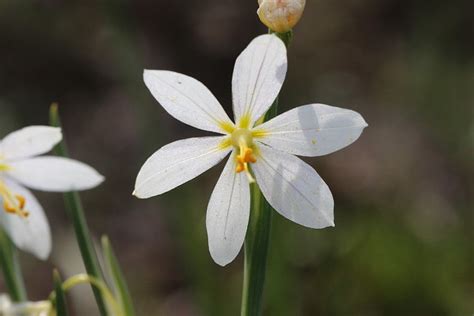 Eastern Washington Wildflowers & Plants | Flickr